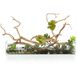 Succulent Tree Botanical, Fresh Water Look