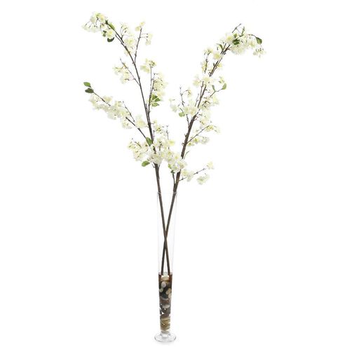 Cream Cherry Blossoms Floral