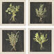 Rustic Herbs Green and Black and Neutral Framed Art, Propac