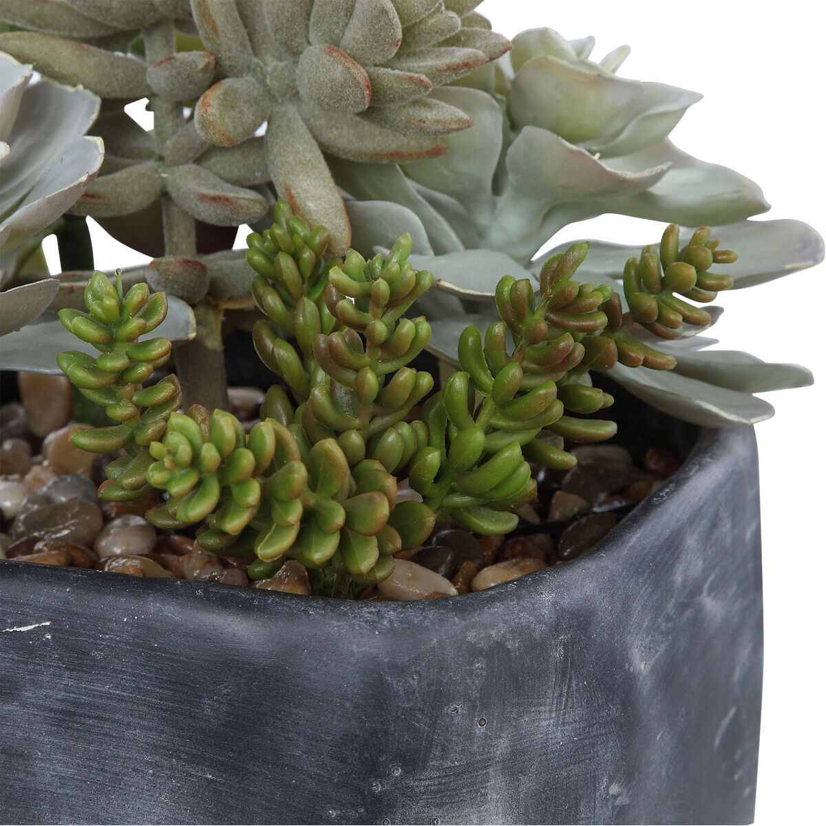 Alverio Charcoal Gray Concrete Succulents