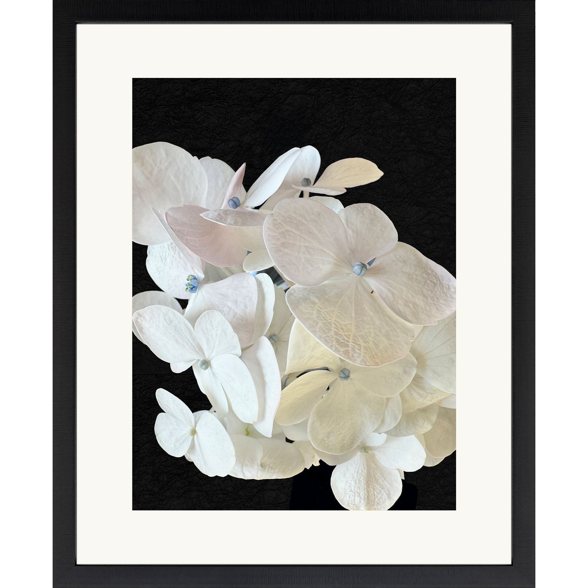Modern Hydrangea White and Beige and Black and Neutral Framed Art