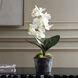 Laris White and Green Orchid Drop-In