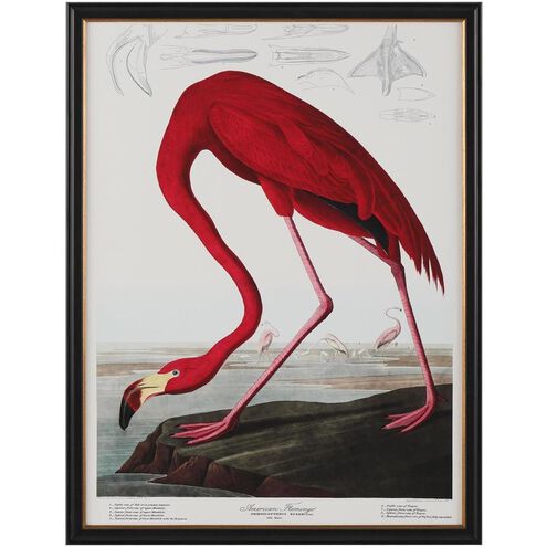 Audubon Collection Group 43 X 33 inch Giclee, IV-A