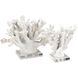 Coral 11.75 X 8.25 inch Sculpture, Set of 2