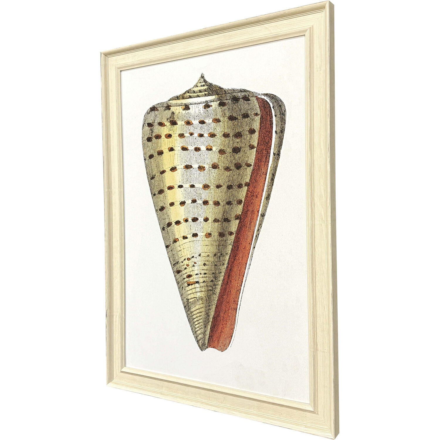 Conch Study Orange and Beige and Blue and Multi Framed Art