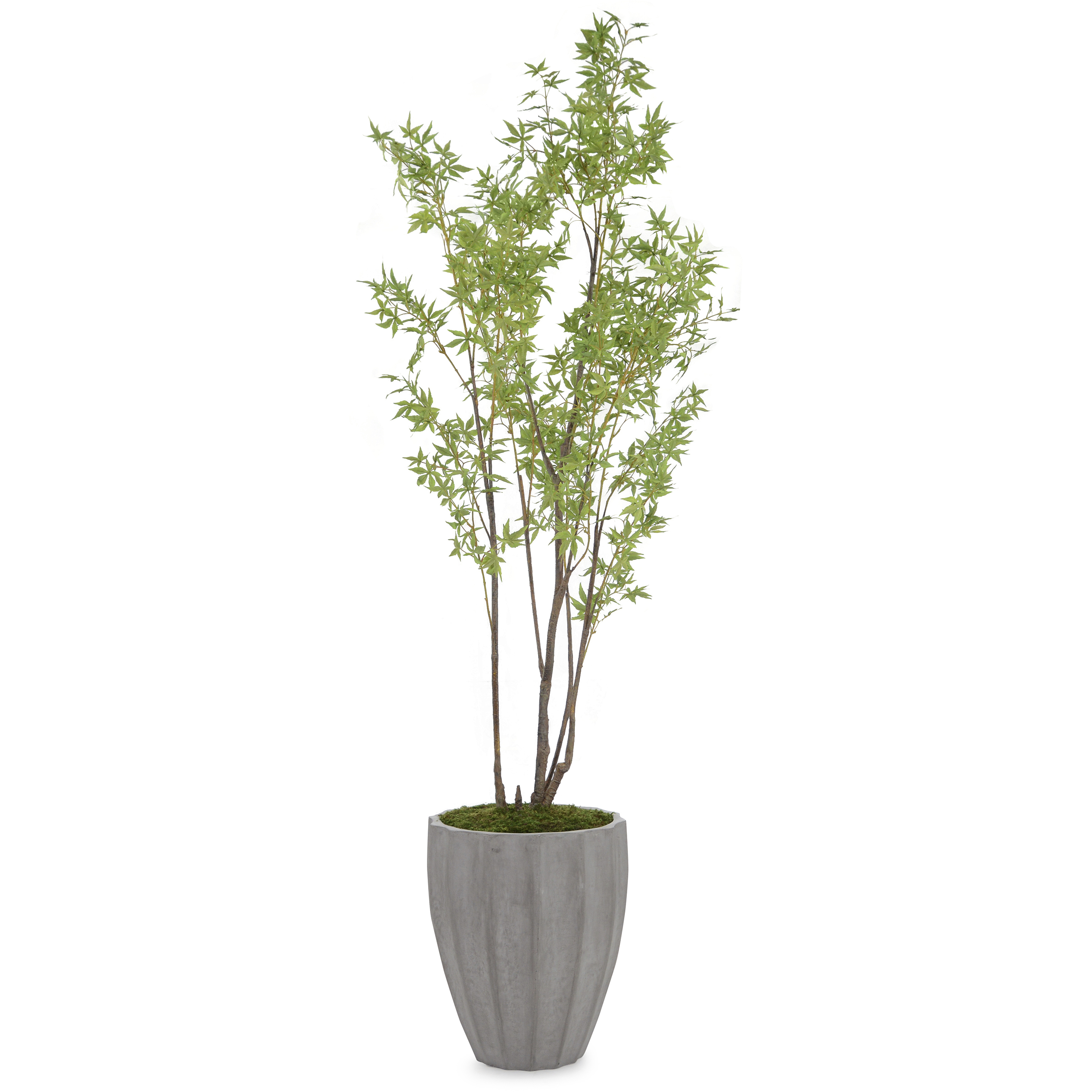Rocky Decorative Plant