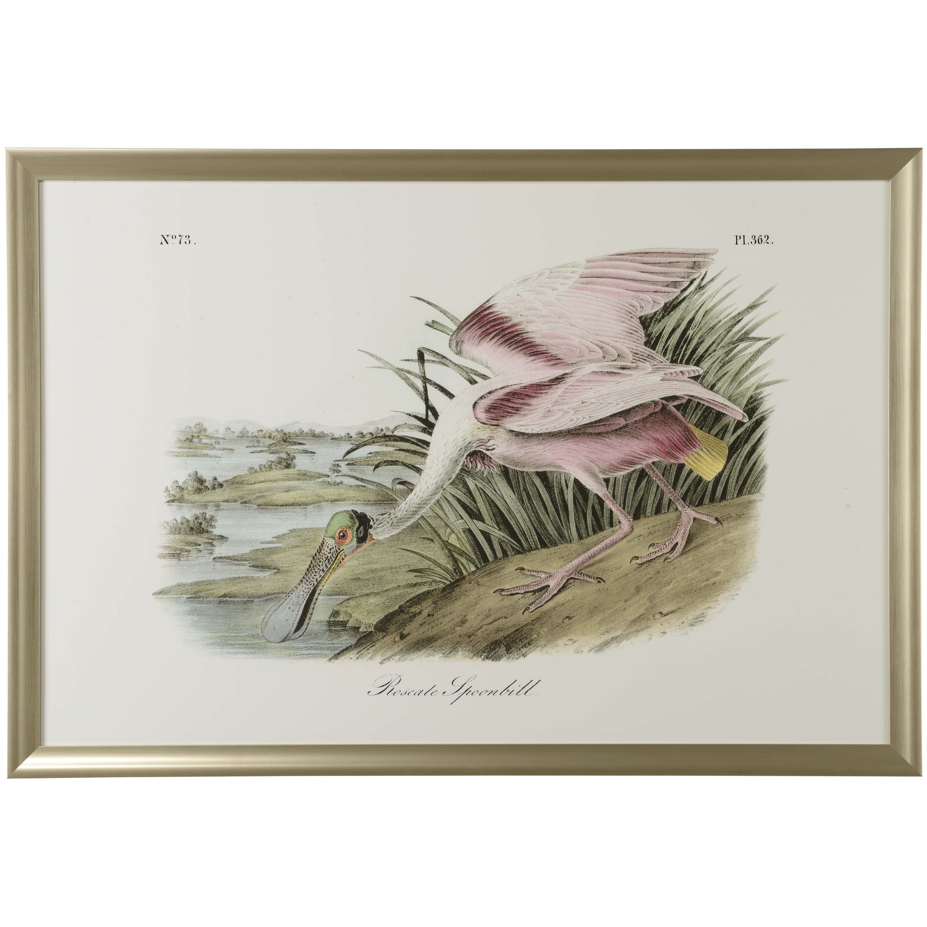 Roseate Spoonbill 51 X 35 inch Print