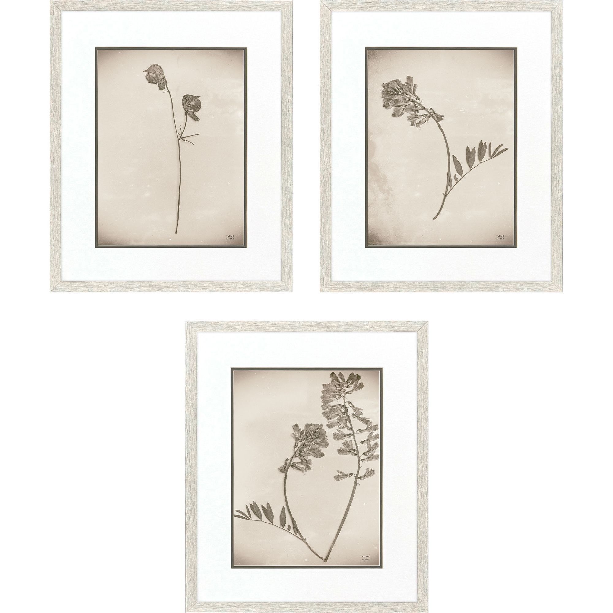 Wildflower Stems Brown and Gray and Neutral Framed Art, Propac
