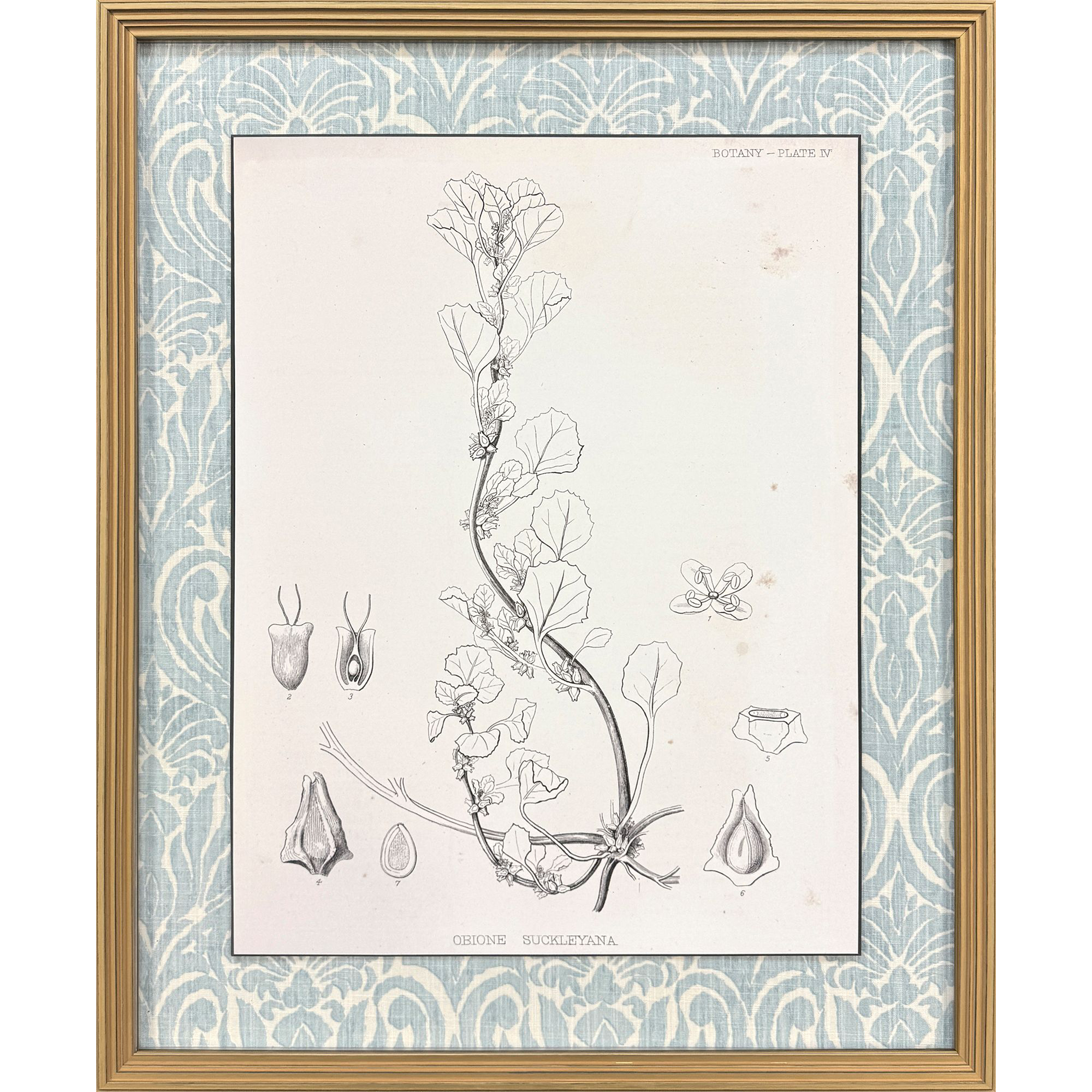 Botanical Sketch II Gray and Beige and Neutral and Sepia Framed Art
