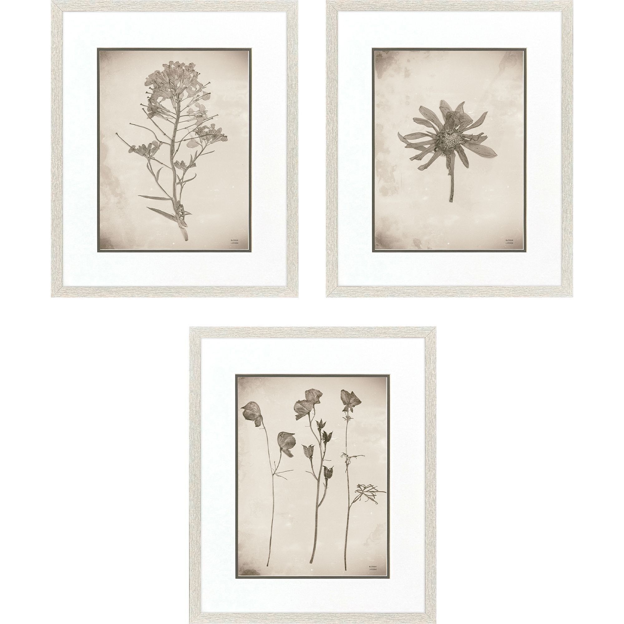 Wildflower Stems Brown and Gray and Neutral Framed Art, Propac