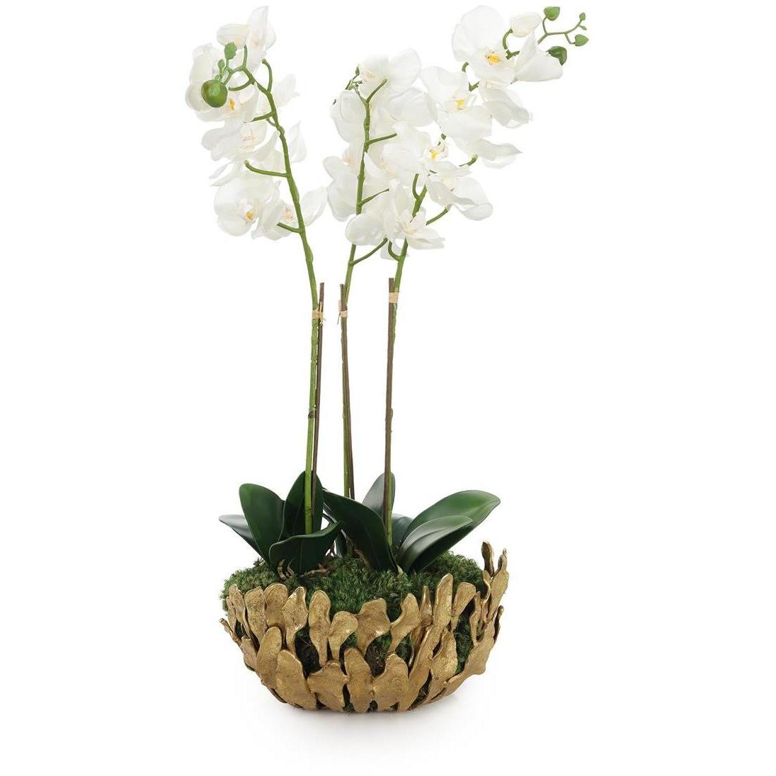 Orchid Elegance Botanical/Floral