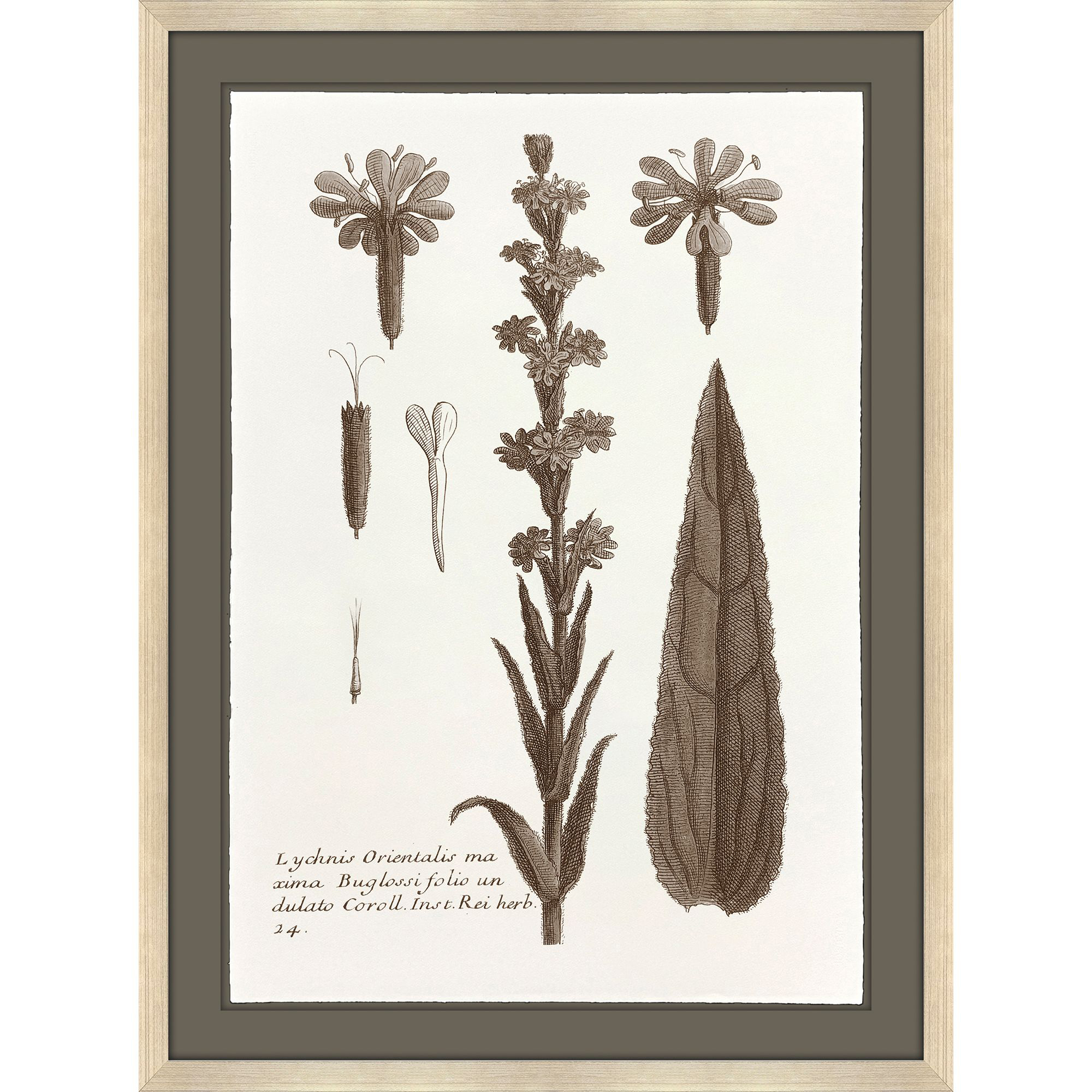 Lunchnis Brown and Beige and Neutral and Sepia Framed Art