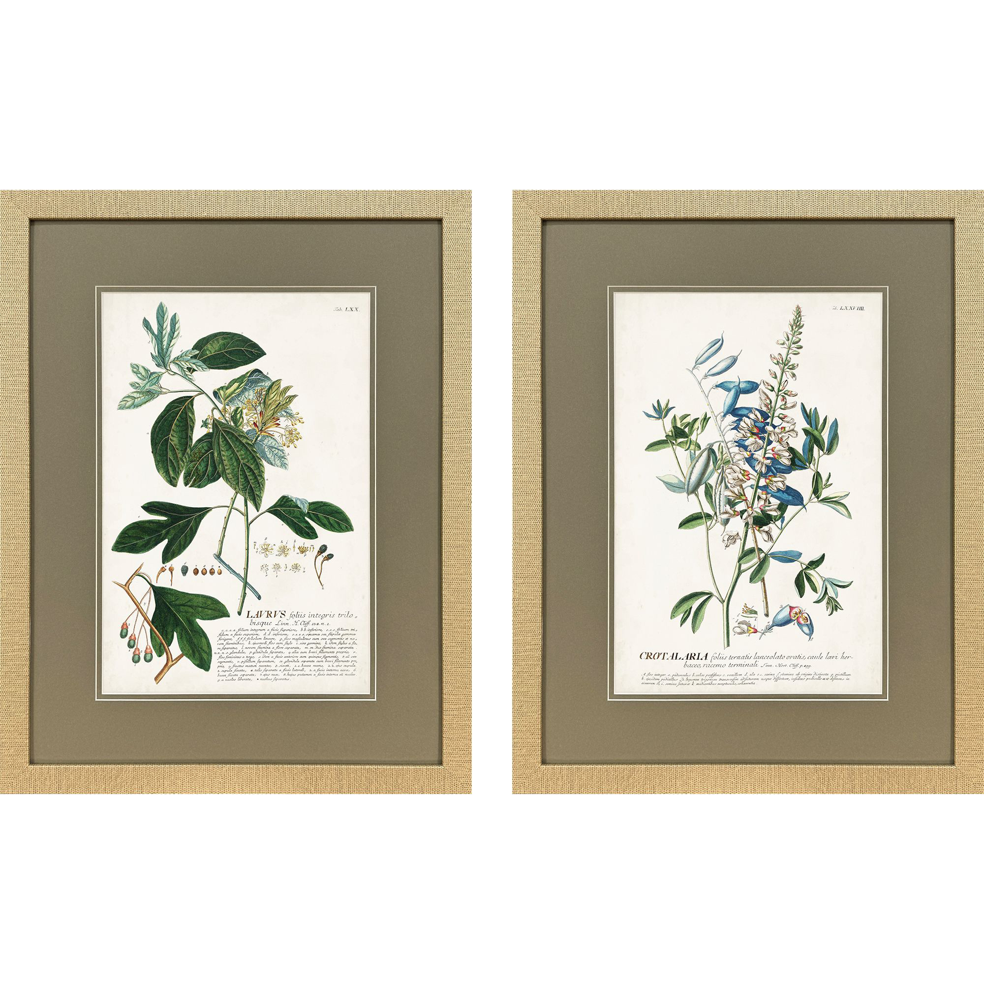 Alluring Botanical II Green and Multi and Yellow and Blue Framed Art, Propac