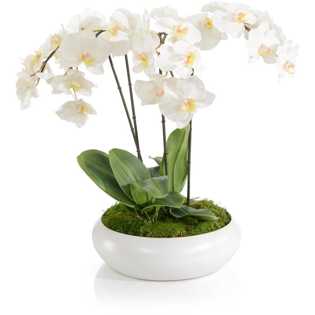 Beautiful Orchids Florals