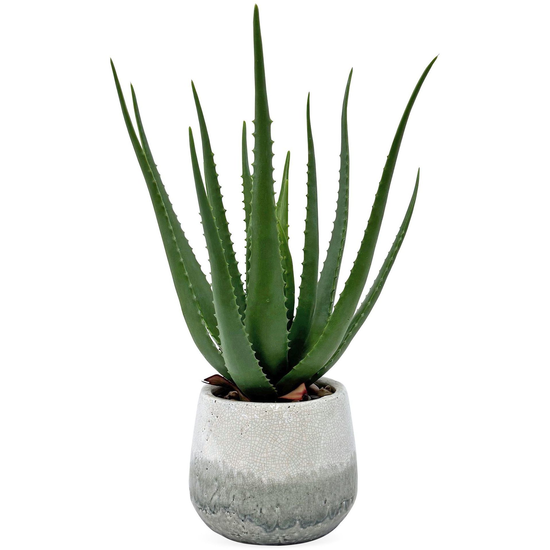 Veranda Aged White and Blue-Gray Indoor Outdoor Aloe Plant
