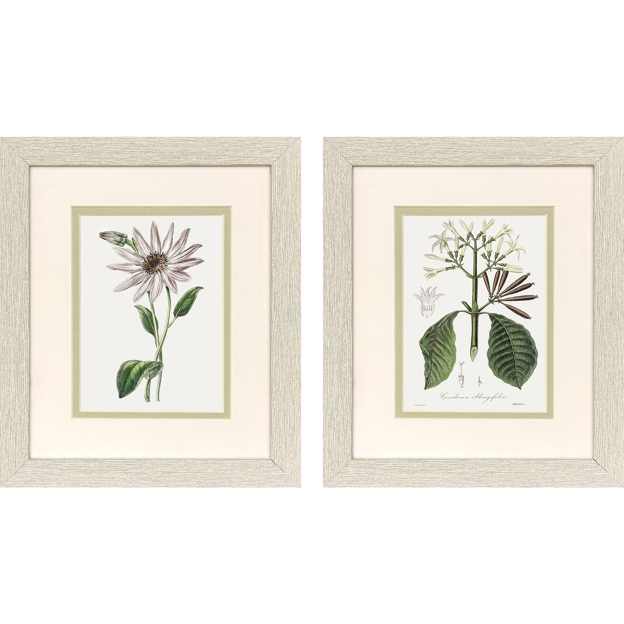 Tropical Botanical II Green and Pink and White Framed Art, Propac