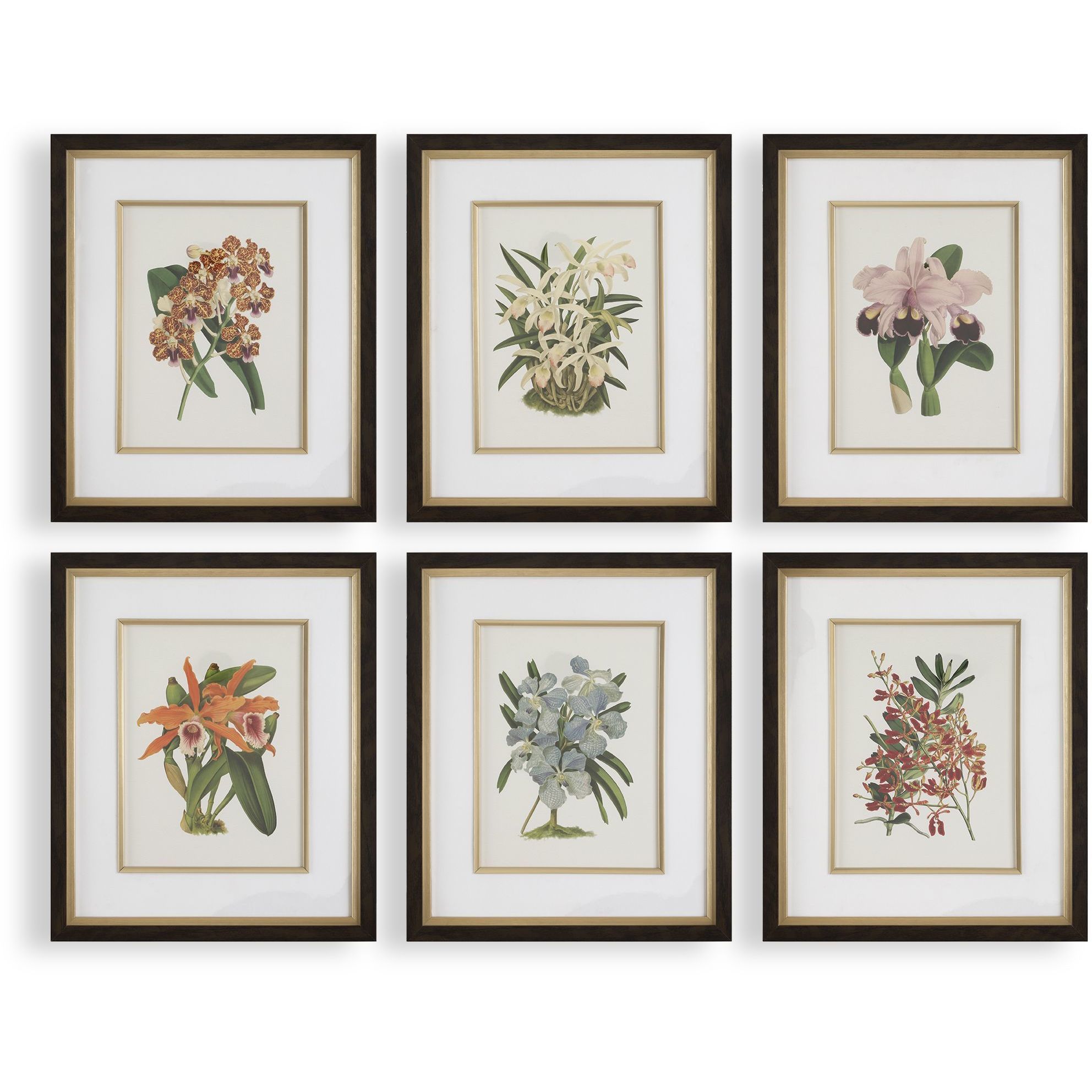 Orchid 24.5 X 20.5 inch Botanical Framed Prints, Set of 6