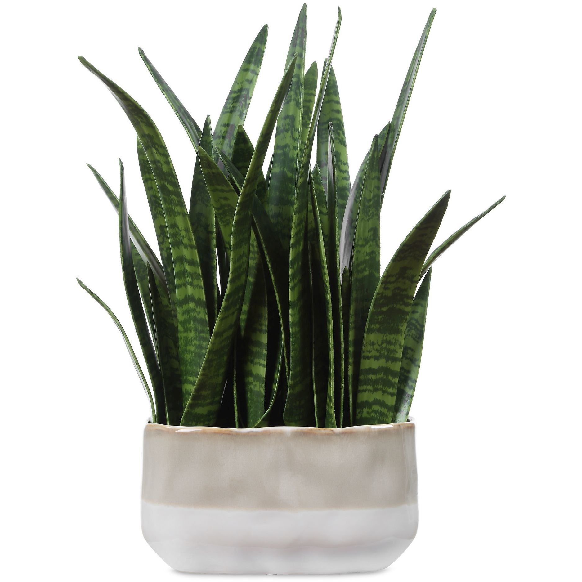 Sansera Snake Beige and Tan Accent Plant
