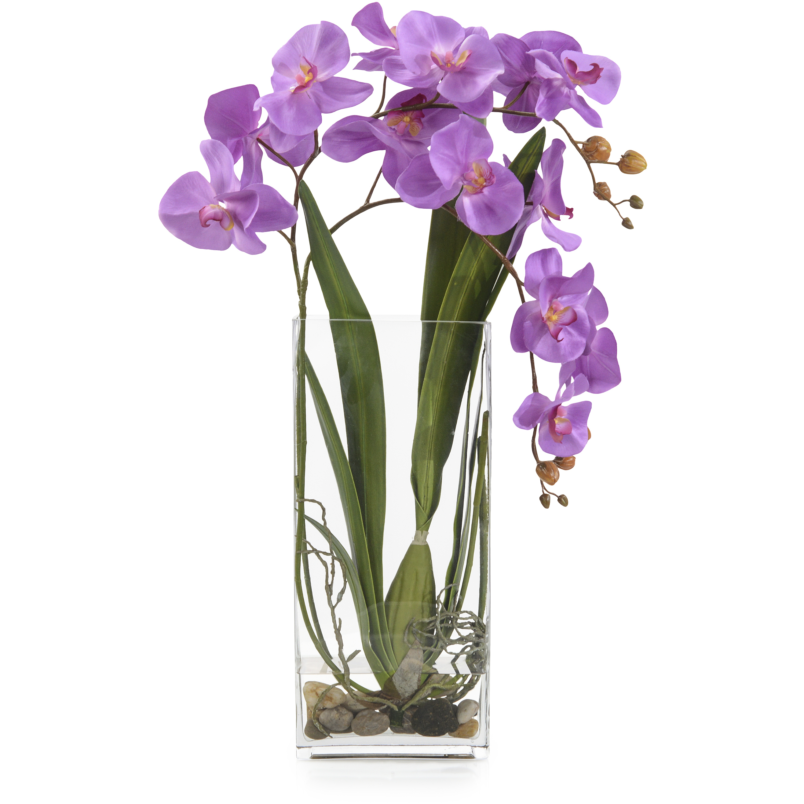 Deep Decorative Orchid