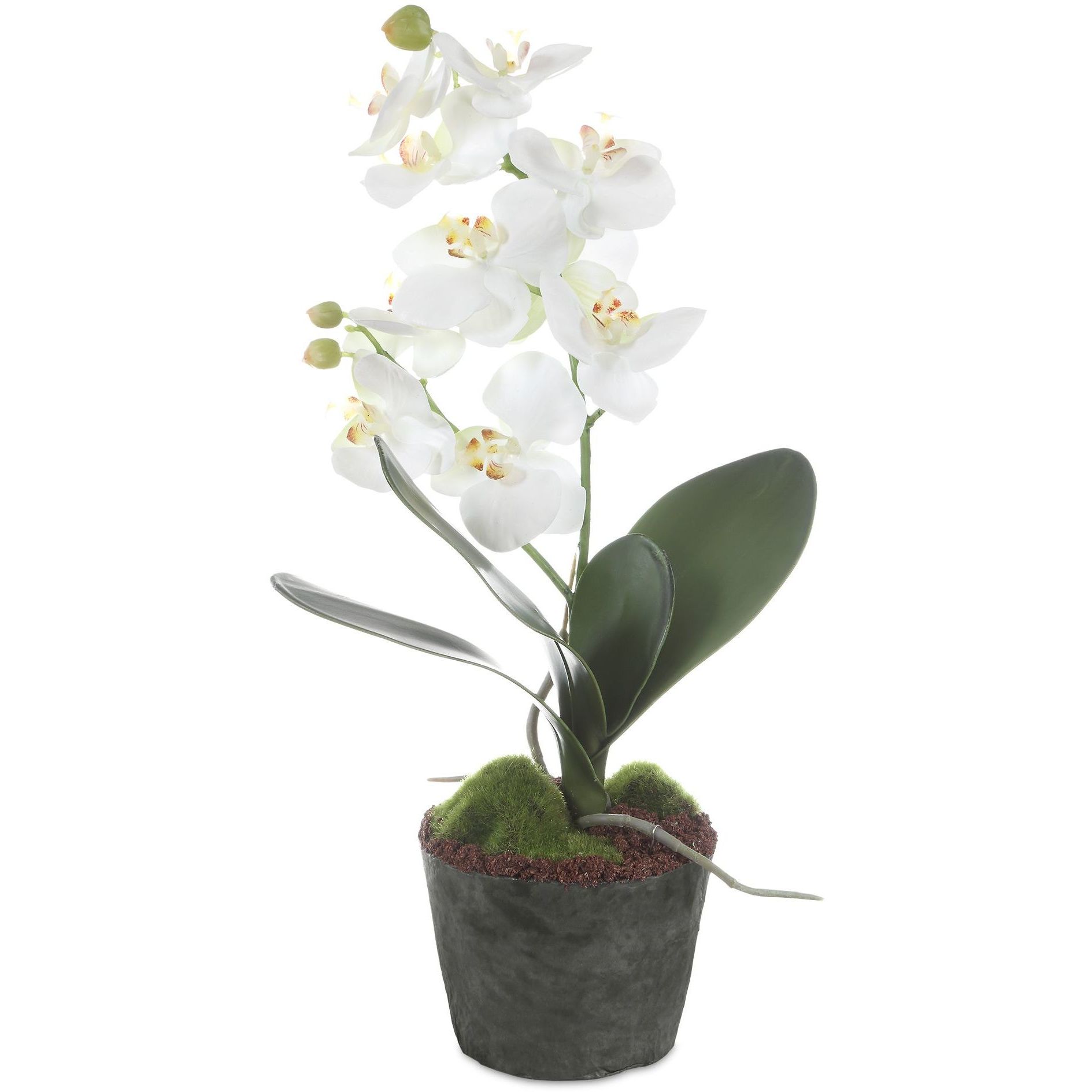 Laris White and Green Orchid Drop-In