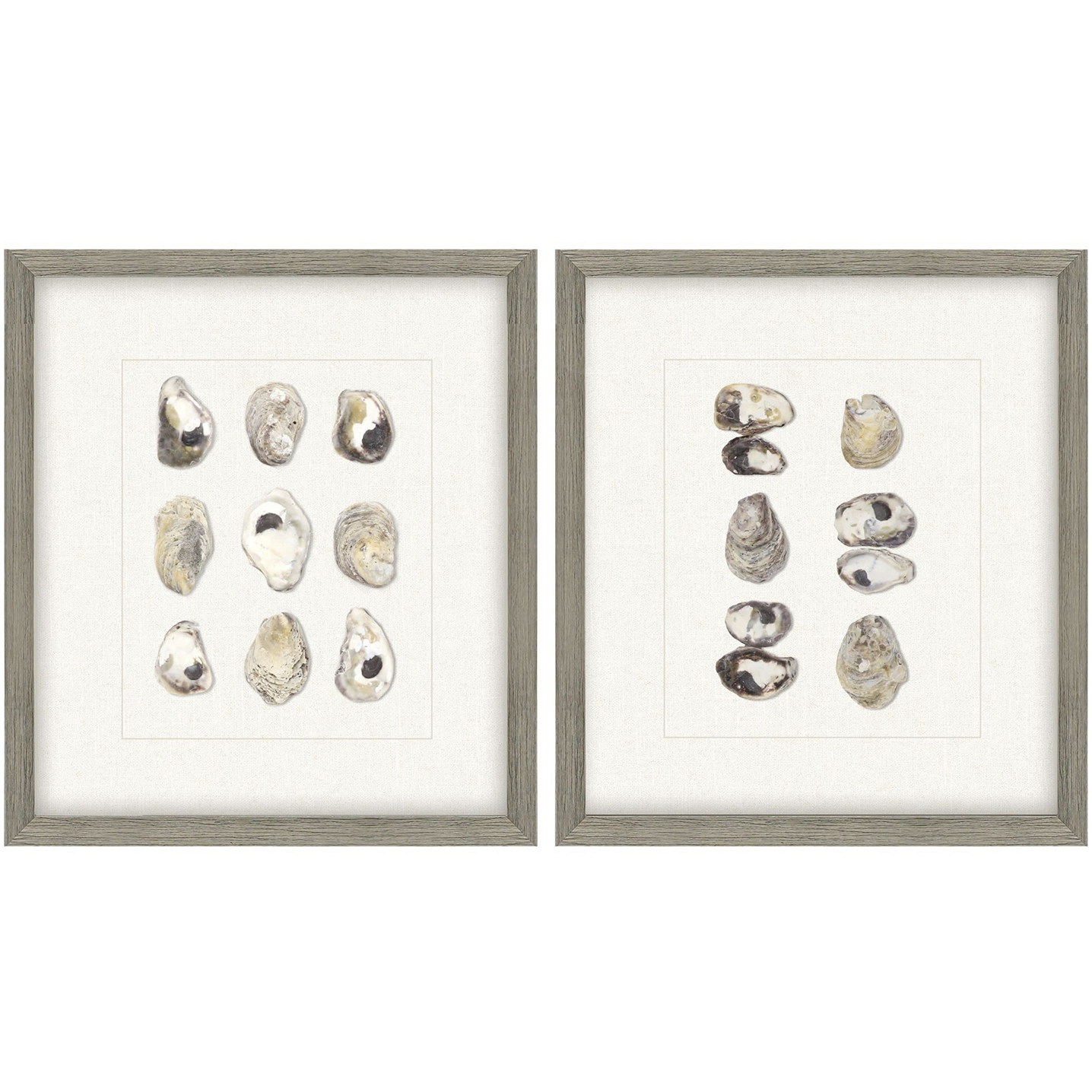 Oyster Shell / Shell Series Beige and Neutral Framed Art