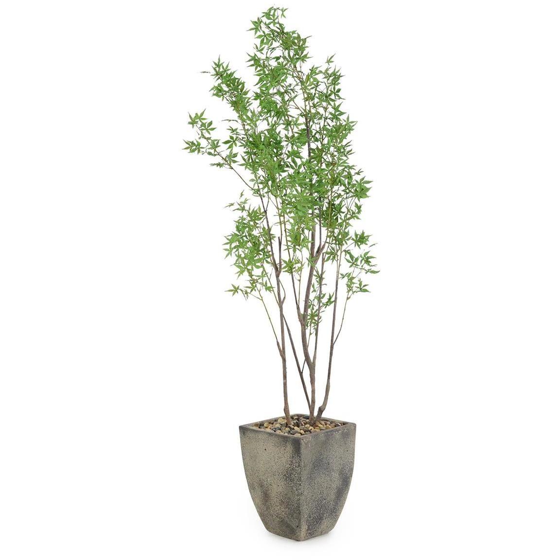 Atlantis Maple Botanical, Lush Greenery