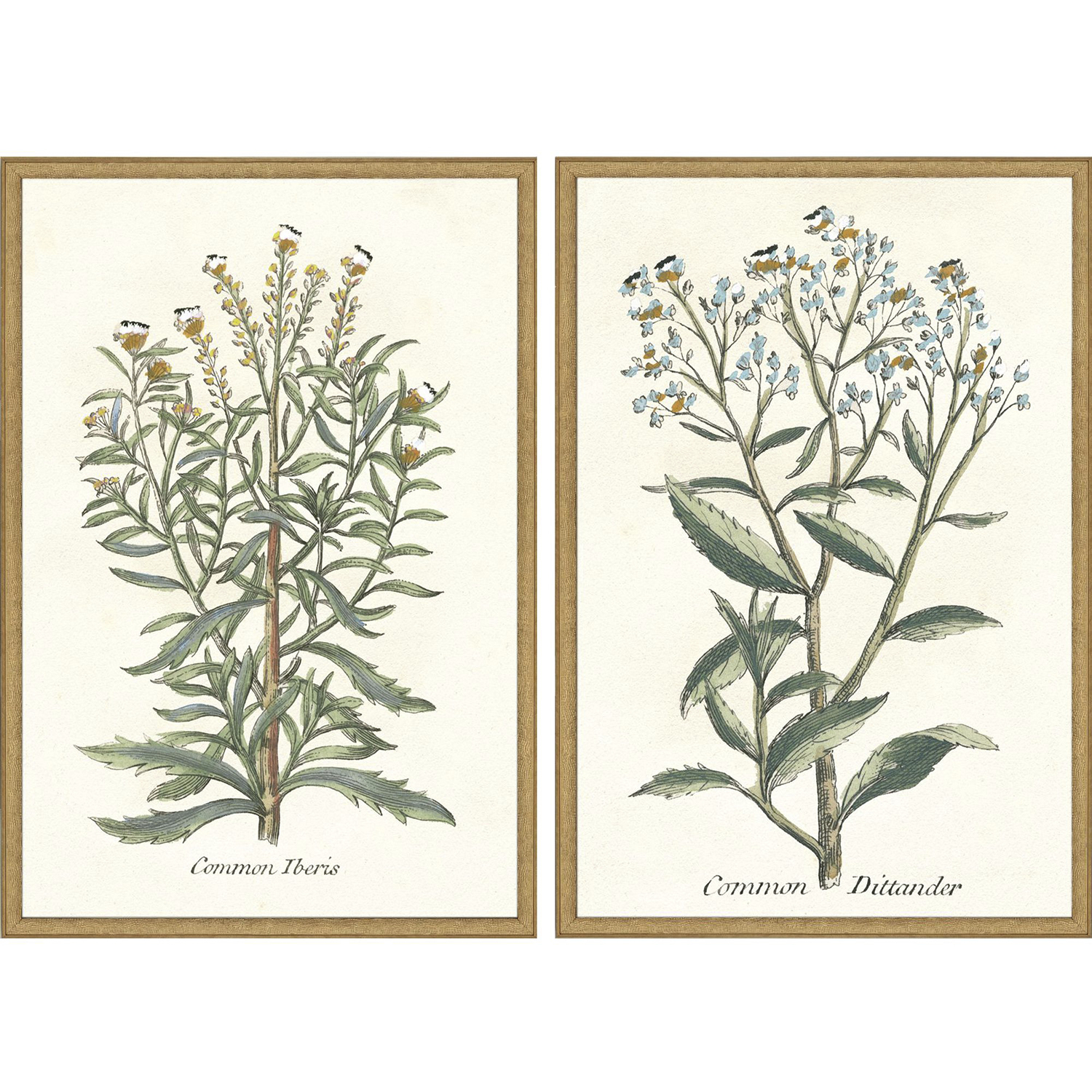 Botanical Plants Green and Multi and Neutral and Yellow Framed Art