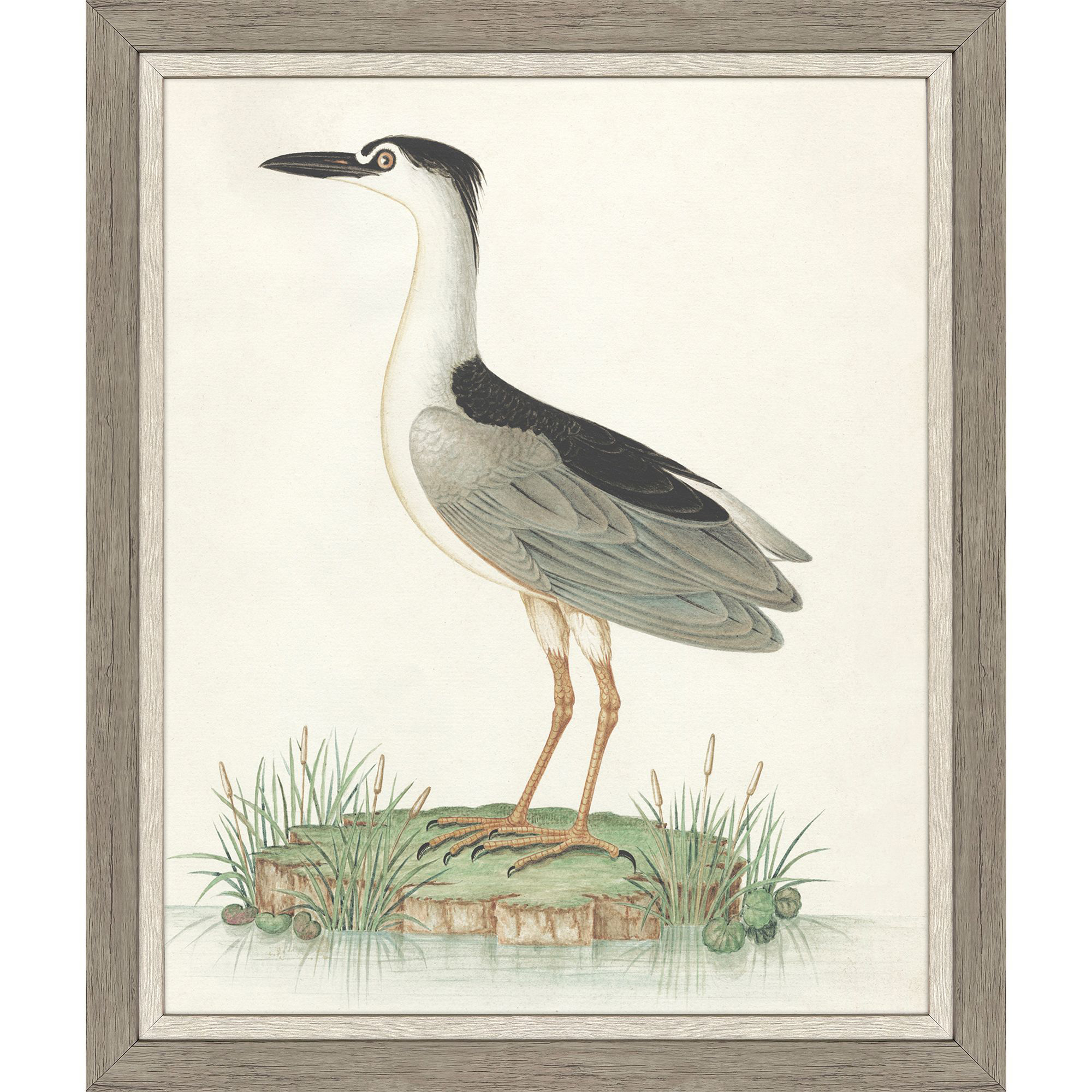Black Crowned Heron Blue and Green and Multi Framed Art, Propac