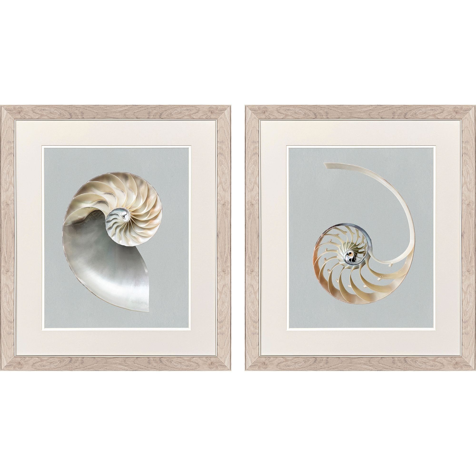 Neutral Nautilus Gray and Beige and Multi and Neutral Framed Art, Propac