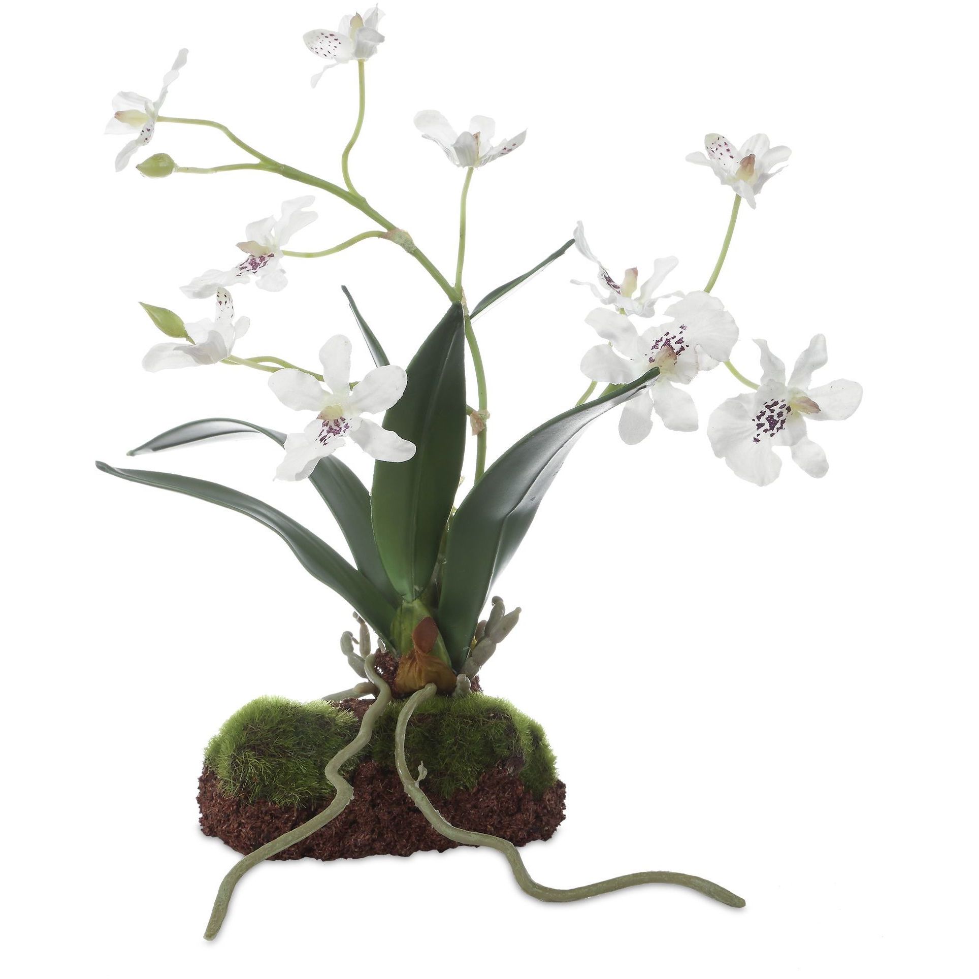 Clovis White and Green Orchid Drop-In