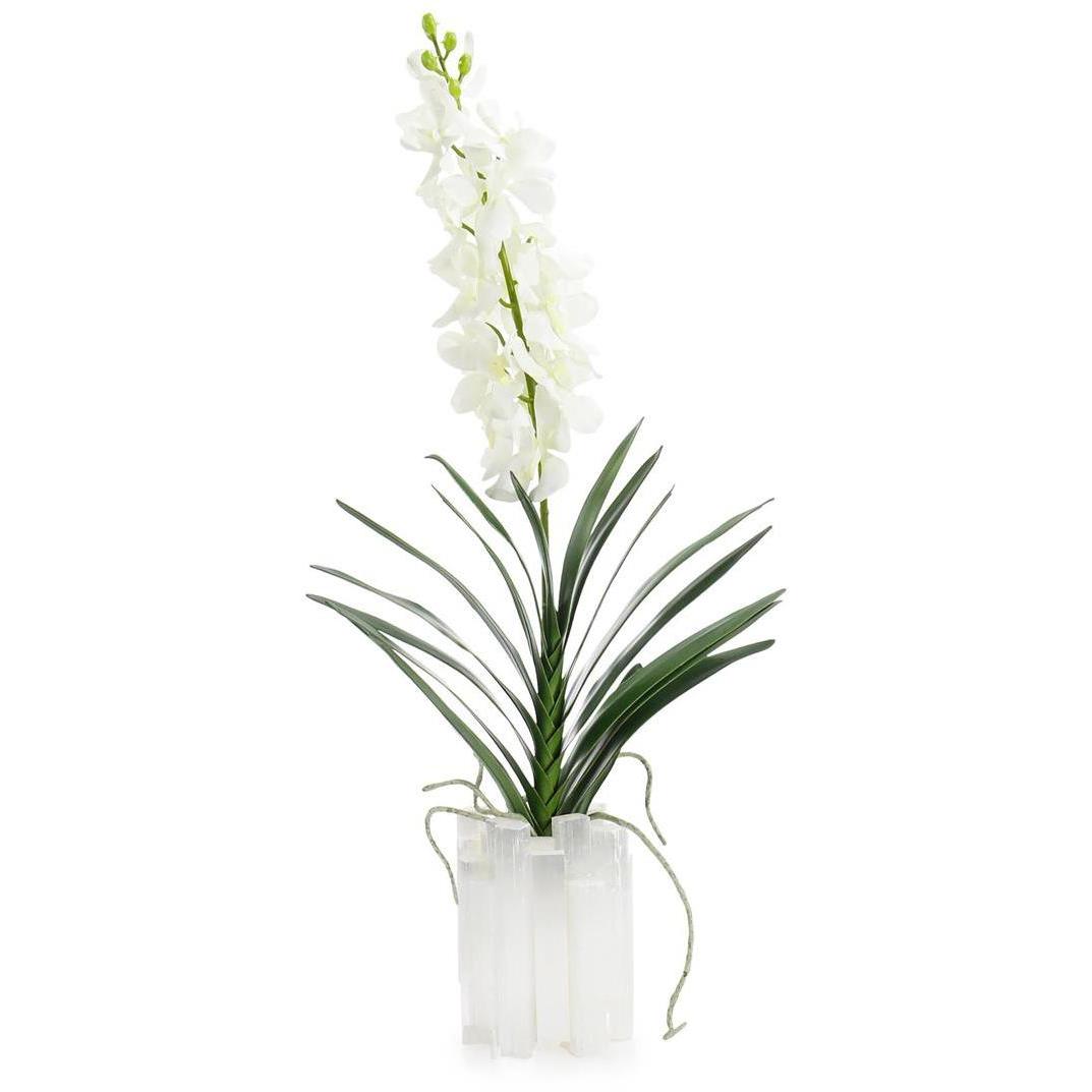 Dendrobium 'N' Selenite Floral
