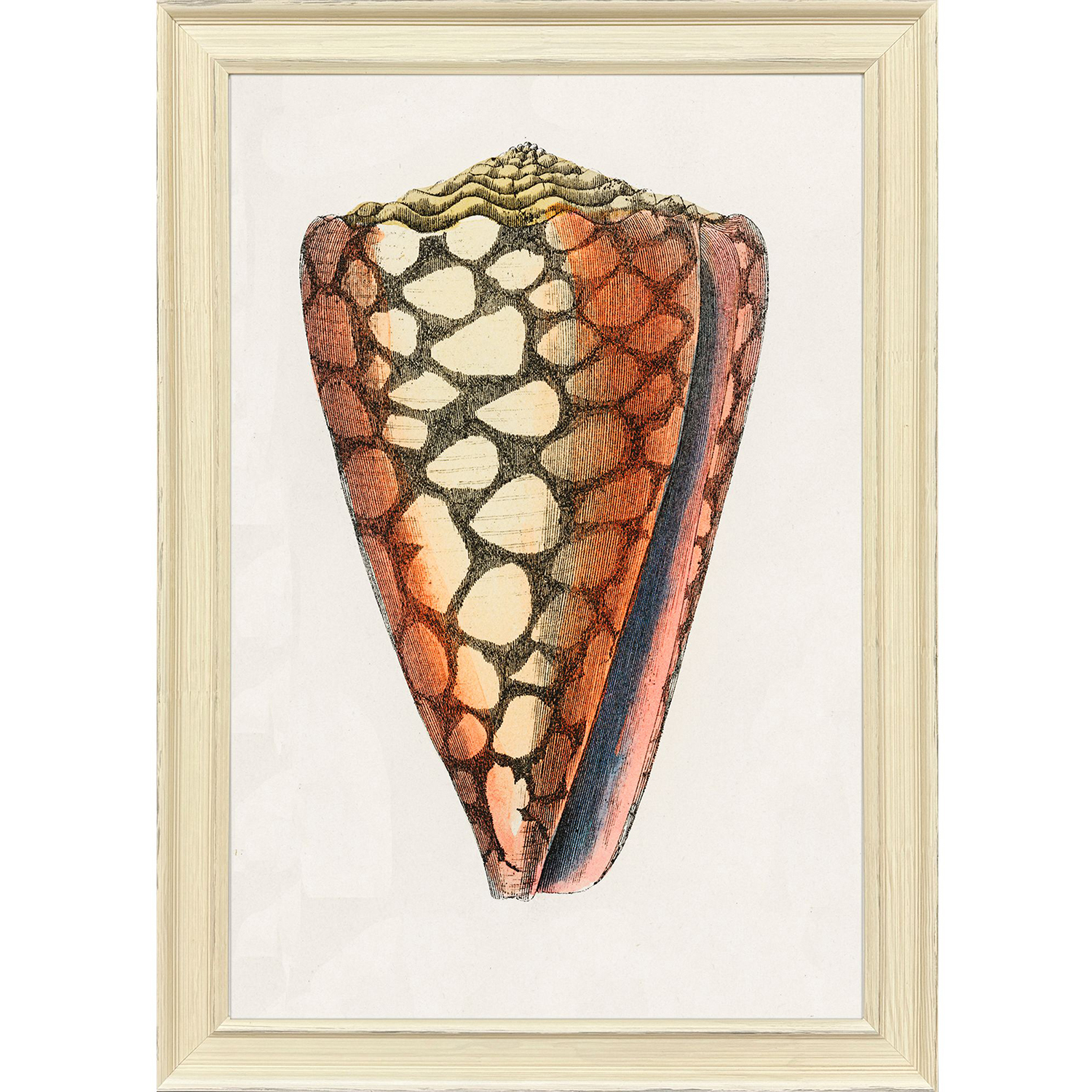 Conch Study Orange and Beige and Blue and Multi Framed Art