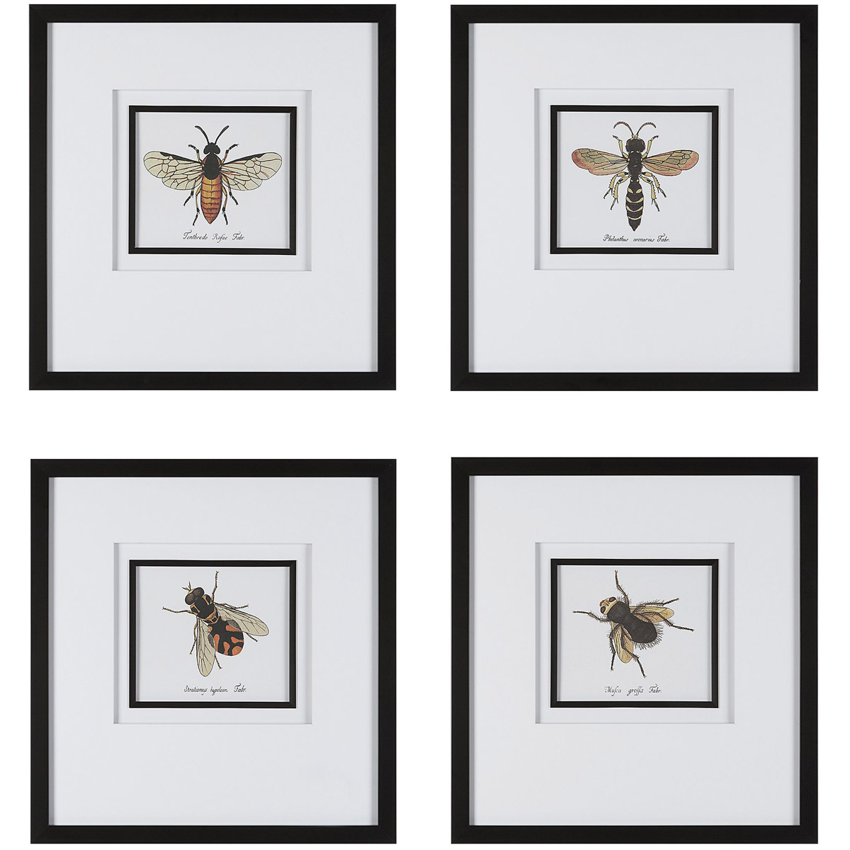 Anthophila 21 X 20 inch Framed Prints, Set of 4