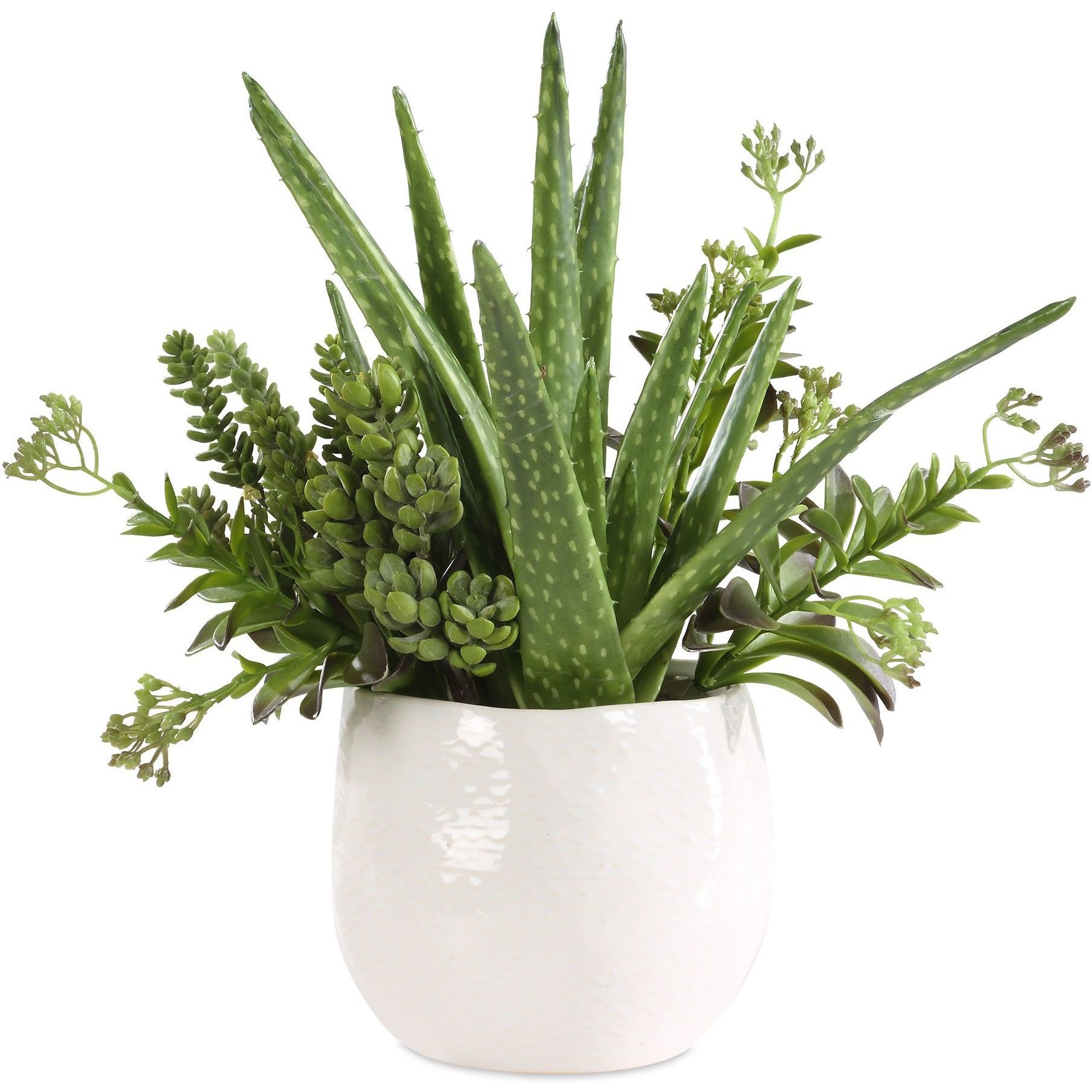 Sundown Succulent Green and White Succulent Accent Planter